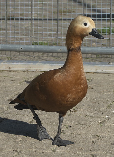绝杀湖人