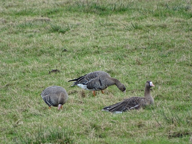 否则将面临 否则将面临