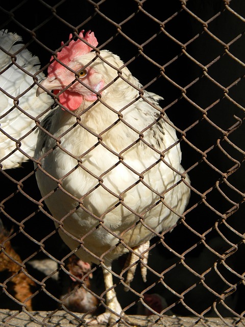 得分能力 得分能力